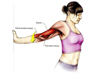 Упражнения для мышц рук